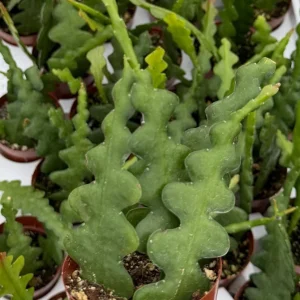 Fishbone Cactus Live Plant – Zig Zag Orchid Cactus – Tropical Houseplant in 2.5 Inch Pot - Image 3