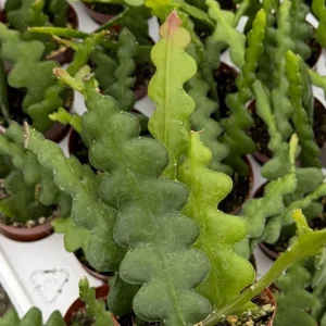 Fishbone Cactus Live Plant – Zig Zag Orchid Cactus – Tropical Houseplant in 2.5 Inch Pot - Image 4