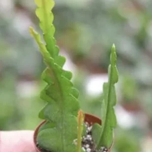 Fishbone Cactus Live Plant – Zig Zag Orchid Cactus – Tropical Houseplant in 2.5 Inch Pot - Image 1