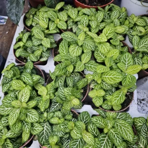 Fittonia Joly Lemon Nerve Plant – Live Houseplant – 2 inch Pot – Indoor - Image 2