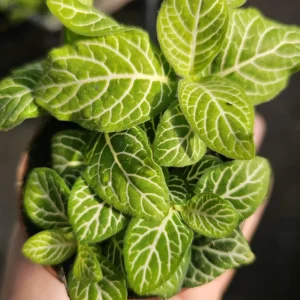 Fittonia Joly Lemon Nerve Plant – Live Houseplant – 2 inch Pot – Indoor - Image 4
