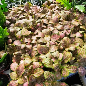 Fittonia Ruby Lime Live Plant – 2 inch Pot – Indoor Nerve Plant - Image 2