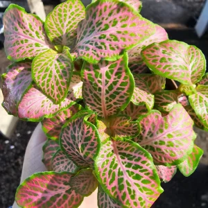 Fittonia Ruby Lime Live Plant – 2 inch Pot – Indoor Nerve Plant - Image 3