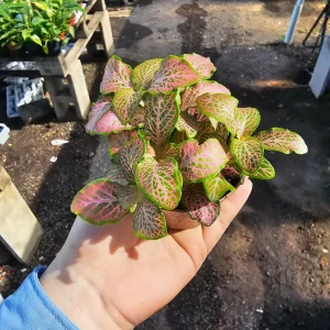 Fittonia Ruby Lime Live Plant – 2 inch Pot – Indoor Nerve Plant - Image 4
