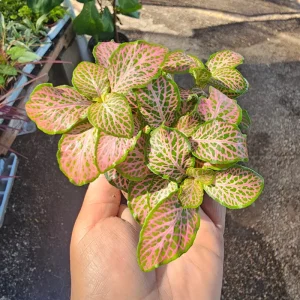 Fittonia Ruby Lime Live Plant – 2 inch Pot – Indoor Nerve Plant - Image 5