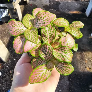 Fittonia Ruby Lime Live Plant – 2 inch Pot – Indoor Nerve Plant - Image 6