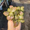 Fittonia Ruby Lime Live Plant – 2 inch Pot – Indoor Nerve Plant - Image 1
