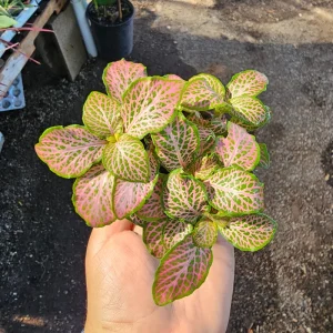 Fittonia Ruby Lime Live Plant – 2 inch Pot – Indoor Nerve Plant - Image 1