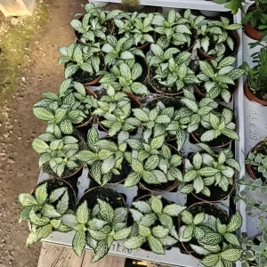 Fittonia White Tiger Live Plant – Fittonia albivenis – 2 inch Pot – Indoor Nerve Plant - Image 2