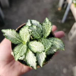 Fittonia White Tiger Live Plant – Fittonia albivenis – 2 inch Pot – Indoor Nerve Plant - Image 3