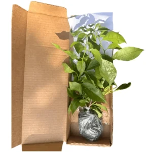 Flame Bougainvillea Live Plants, 3 Pack Orange-Red Vine, 4-8 Inch Tall - Image 2