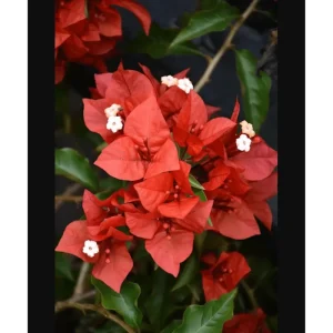 Flame Bougainvillea Live Plants, 3 Pack Orange-Red Vine, 4-8 Inch Tall - Image 4