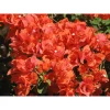 Flame Bougainvillea Live Plants, 3 Pack Orange-Red Vine, 4-8 Inch Tall - Image 1