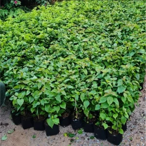 Flame Bougainvillea Live Plants, 3 Pack Orange-Red Vine, 4-8 Inch Tall - Image 6