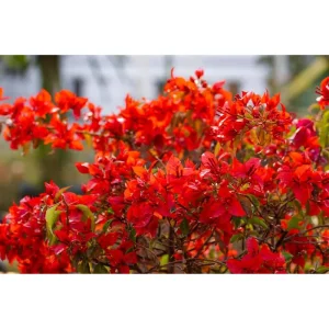 Flame Bougainvillea Live Starter Plant 2-Pack – Orange-Red Vine, 4-8 Inch Tall - Image 3