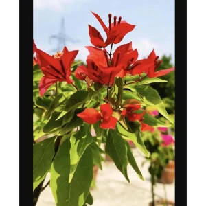 Flame Bougainvillea Live Starter Plant 2-Pack – Orange-Red Vine, 4-8 Inch Tall - Image 4