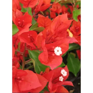 Flame Bougainvillea Live Starter Plant 2-Pack – Orange-Red Vine, 4-8 Inch Tall - Image 5