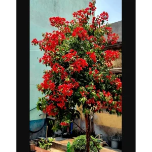 Flame Bougainvillea Live Starter Plant 2-Pack – Orange-Red Vine, 4-8 Inch Tall - Image 6