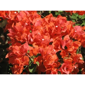 Flame Bougainvillea Live Starter Plant 2-Pack – Orange-Red Vine, 4-8 Inch Tall - Image 7