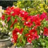 Flame Bougainvillea Live Starter Plant 2-Pack – Orange-Red Vine, 4-8 Inch Tall - Image 1