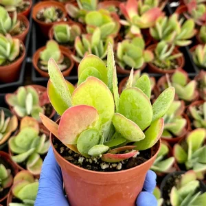 Flapjack Succulent Live Plant 4 Inch Kalanchoe Luciae Paddle Plant Indoor - Image 2