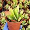 Flapjack Succulent Live Plant 4 Inch Kalanchoe Luciae Paddle Plant Indoor - Image 1