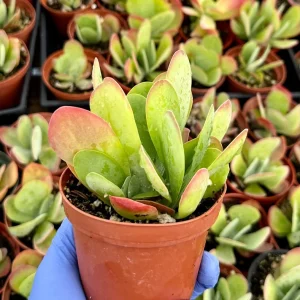 Flapjack Succulent Live Plant 4 Inch Kalanchoe Luciae Paddle Plant Indoor - Image 1