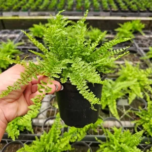 Fluffy Ruffle Fern Live Plant 4 Inch Pot Nephrolepis Exaltata Indoor - Image 2