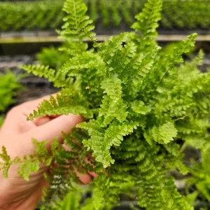Fluffy Ruffle Fern Live Plant 4 Inch Pot Nephrolepis Exaltata Indoor - Image 3