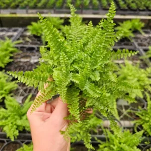 Fluffy Ruffle Fern Live Plant 4 Inch Pot Nephrolepis Exaltata Indoor - Image 1