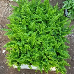 Fluffy Ruffles Fern Live Plant - Nephrolepis Exaltata - 2in Pot - Indoor - Image 2