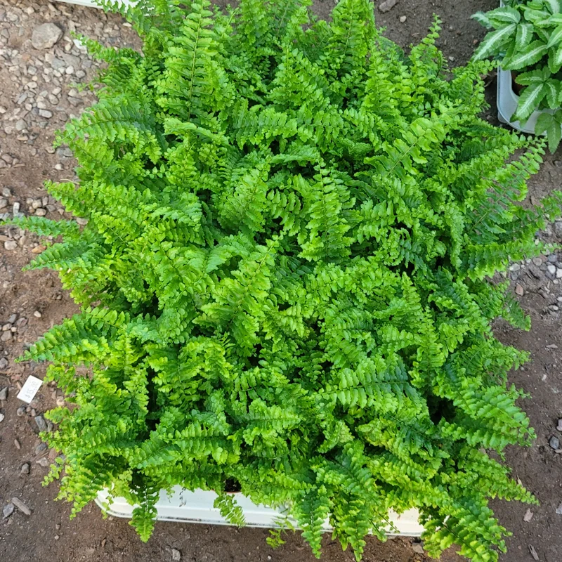 Fluffy Ruffles Fern Live Plant - Nephrolepis Exaltata - 2in Pot - Indoor - Image 2