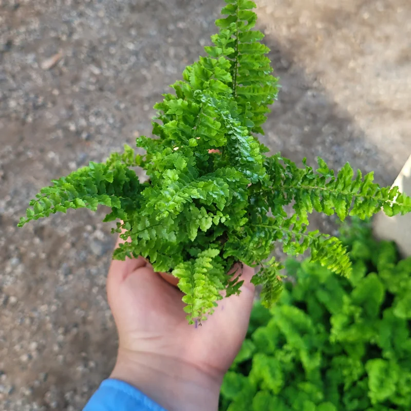 Fluffy Ruffles Fern Live Plant - Nephrolepis Exaltata - 2in Pot - Indoor - Image 5