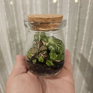 Foliage Terrarium Live Plant - 3 Assorted Indoor Plants for Home Decor - Image 1