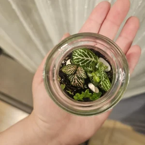 Foliage Terrarium Live Plant - 3 Assorted Indoor Plants for Home Decor - Image 2