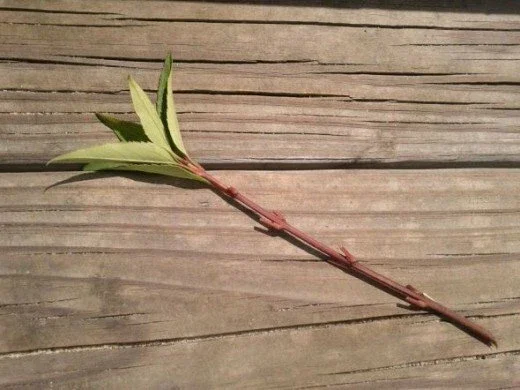 Forsythia Bush Cuttings - Set of 12 Unrooted Stems, 6-8 Inches, Outdoor Shrub - Image 2