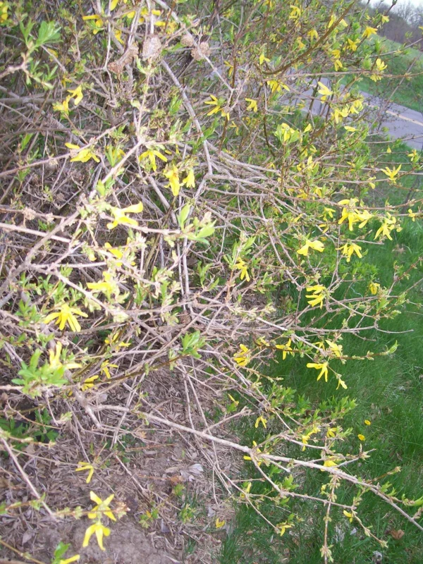 Forsythia Bush Cuttings - Set of 12 Unrooted Stems, 6-8 Inches, Outdoor Shrub - Image 3