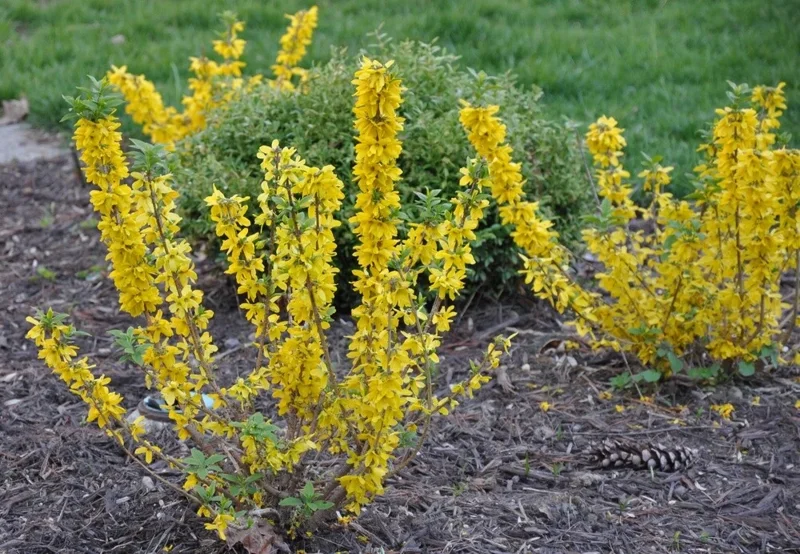 Forsythia Bush Cuttings - Set of 12 Unrooted Stems, 6-8 Inches, Outdoor Shrub - Image 6