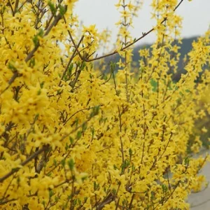 Forsythia Bush Cuttings - Set of 12 Unrooted Stems, 6-8 Inches, Outdoor Shrub - Image 7
