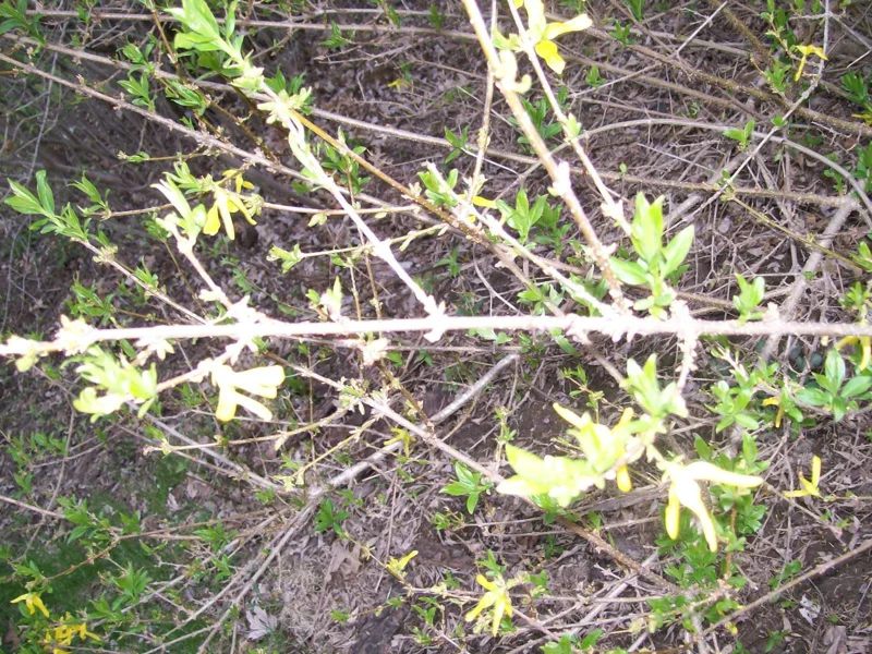 Forsythia Bush Cuttings - Set of 12 Unrooted Stems, 6-8 Inches, Outdoor Shrub - Image 8