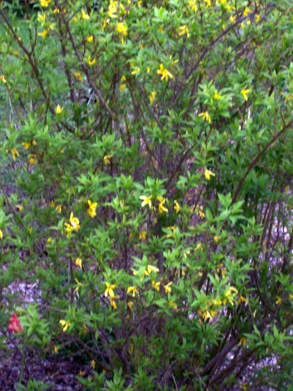 Forsythia Bush Cuttings - Set of 12 Unrooted Stems, 6-8 Inches, Outdoor Shrub - Image 1