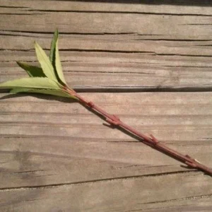 Forsythia Bush Unrooted Cuttings - Set of 12, 6-8 Inches, Outdoor Shrub - Image 2