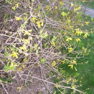 Forsythia Bush Unrooted Cuttings - Set of 12, 6-8 Inches, Outdoor Shrub - Image 3