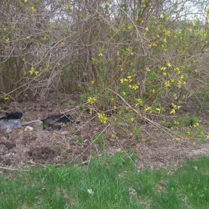 Forsythia Bush Unrooted Cuttings - Set of 12, 6-8 Inches, Outdoor Shrub - Image 4