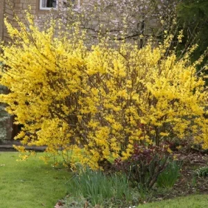 Forsythia Bush Unrooted Cuttings - Set of 12, 6-8 Inches, Outdoor Shrub - Image 5