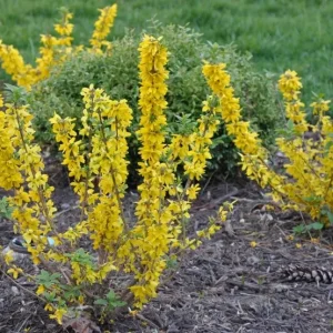 Forsythia Bush Unrooted Cuttings - Set of 12, 6-8 Inches, Outdoor Shrub - Image 6