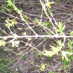 Forsythia Bush Unrooted Cuttings - Set of 12, 6-8 Inches, Outdoor Shrub - Image 8