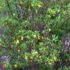 Forsythia Bush Unrooted Cuttings - Set of 12, 6-8 Inches, Outdoor Shrub - Image 1