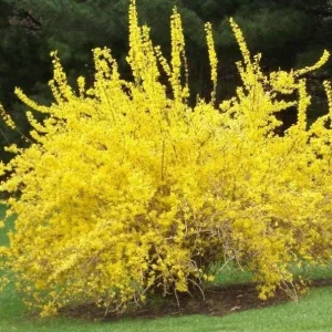 Forsythia Live Plant – Yellow Spring Shrub Tree – 8-10 Inch Tall – Outdoor - Image 2