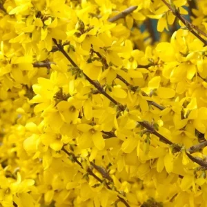Forsythia Live Plant – Yellow Spring Shrub Tree – 8-10 Inch Tall – Outdoor - Image 3